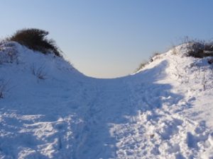 Haagse duinen